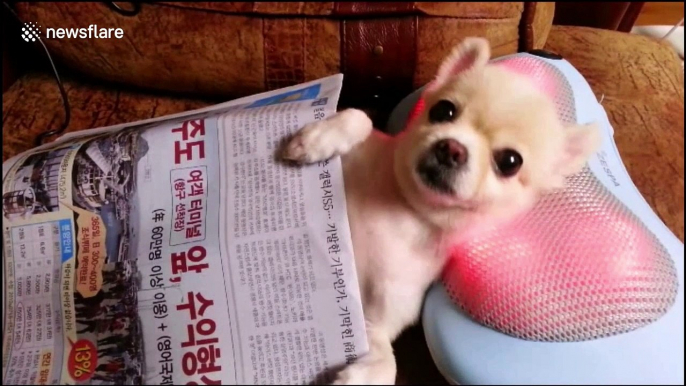 Pampered dog enjoys electric head massage