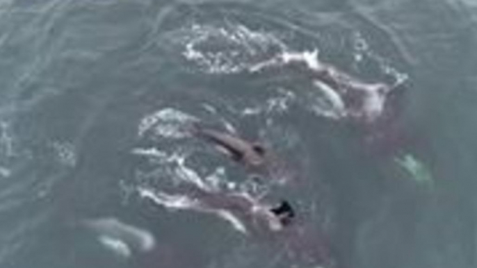 Killer Whales Feed on Gray Whale Calf in Monterey Bay