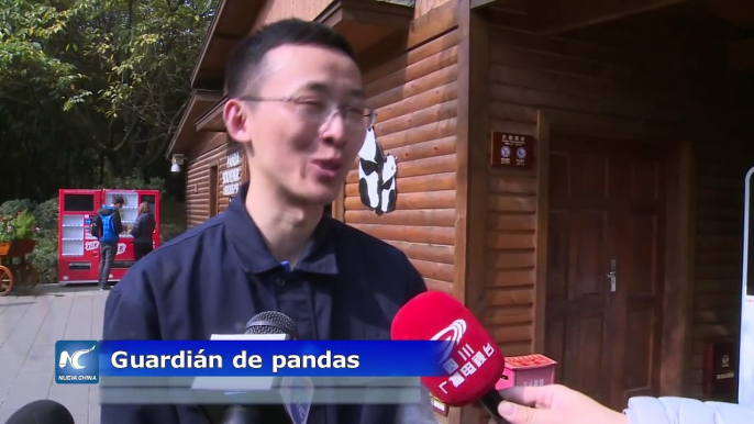 Se viraliza en redes la panda Qi Yi