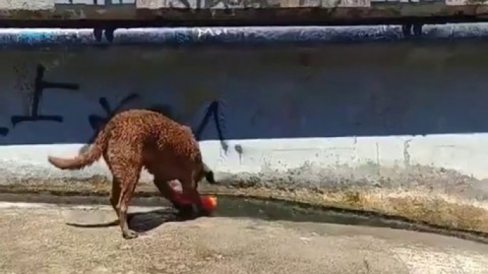 Ce chien intelligent a trouvé le moyen de s'amuser tout seul