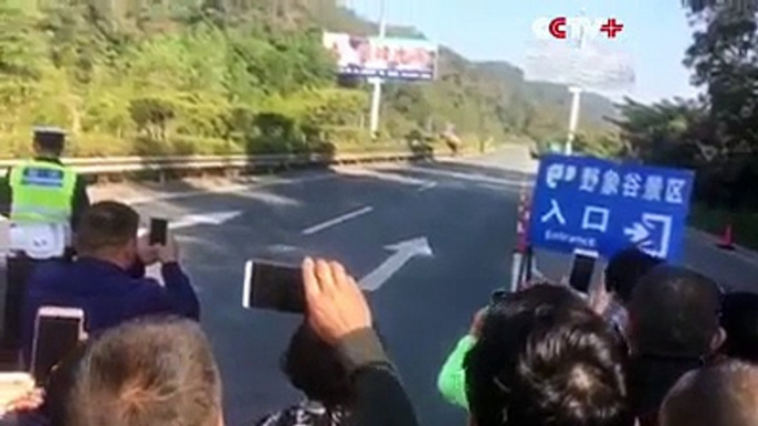 Elefantes salvajes rompieron el tráfico y entraron en un pueblo chino丨CGTN en Español