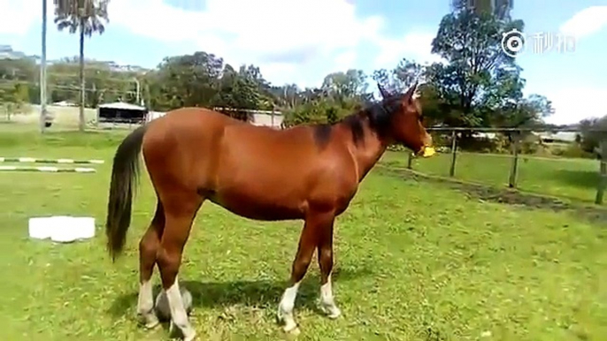 Caballo juega con un pollo de hule que le da mucha felicidad丨CGTN en Español