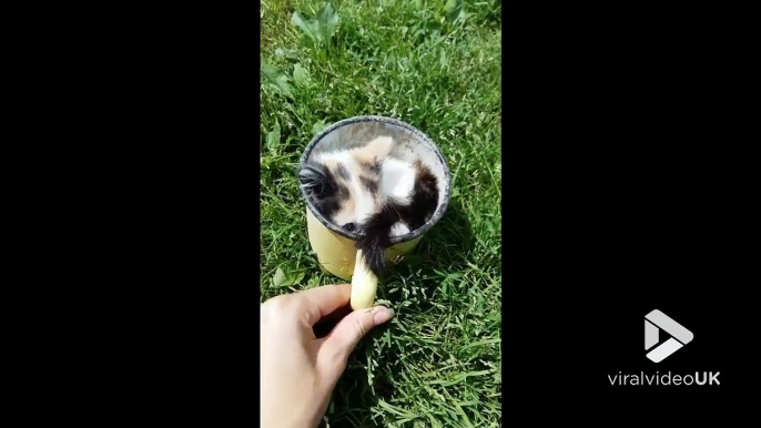 Chaton dans une tasse à café !! Mug le plus mignon jamais vu...