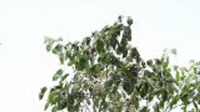 Millions of butterflies a pleansant sight for locals in southern Thailand