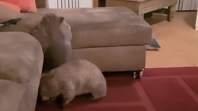 Clumsy Wombats Finally Manage to Jump on the Couch