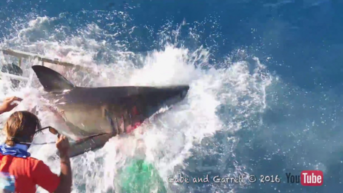 Un grand requin blanc réussi à s'introduire dans une cage de plongeur