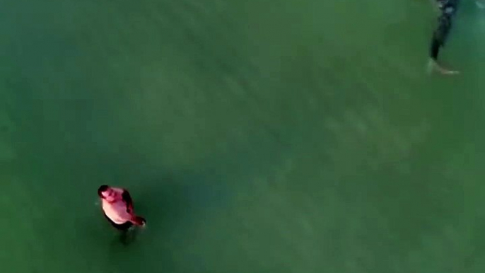 迈阿密海滩惊现虎鲸