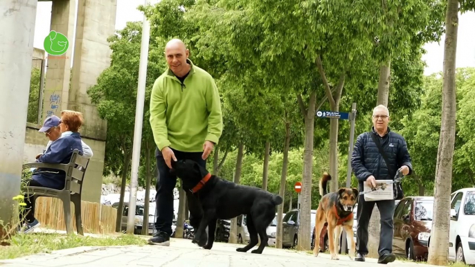 Cómo Entrenar a mi Perro para que me Entienda me Haga Caso y Obedezca (Marcadores de Entreno)