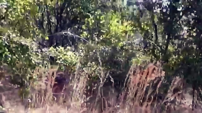 The Best Lions Attack & Kills Animals Hunting Prey - Wild Animals Attacks