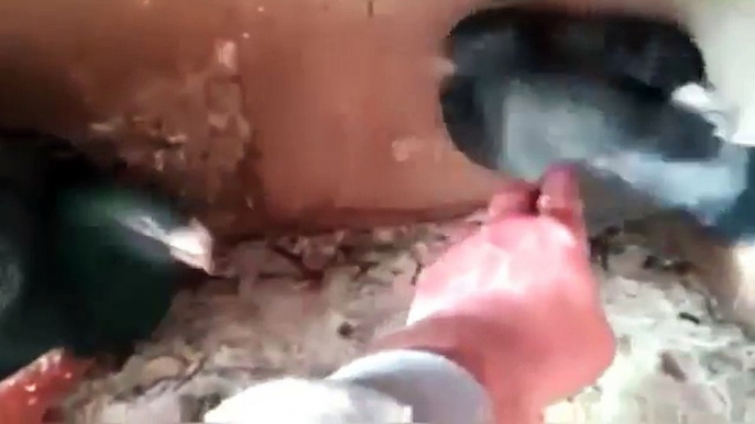 racing homer pigeons hand feeding & pigeons breeding cagss (birds videos)