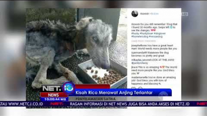 Kisah Rico Merawat Anjing Terlantar Jadi Perhatian Netizen - NET 10