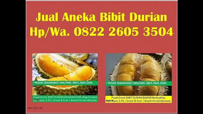 TERBAIK!!!, WA +62 822-2605-3504, Jual Bibit Durian Bawor Di Lampung