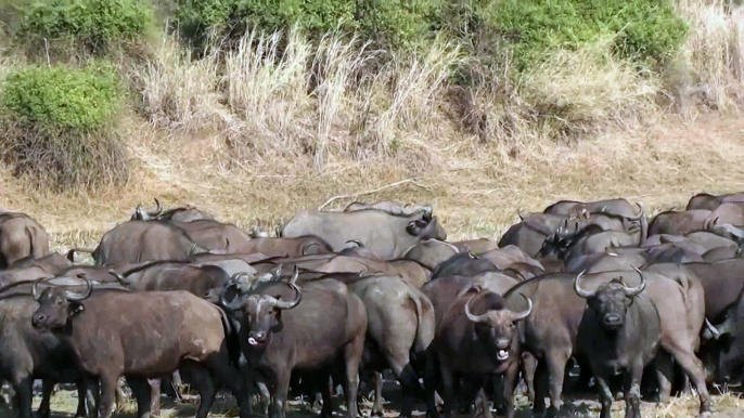 Buffalo Vs Lion Vs Crocodile | A Lion Attack and kills Buffalo Calf But  group of buffalo attack lion and save Buffalo Calf - Most Amazing wild animal attack videos