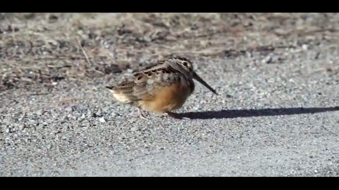 American woodcock bird struts its stuff in adorable footage