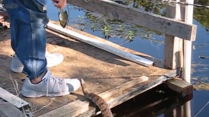 Un homme nourrit un serpent sauvage à la main tout les jours