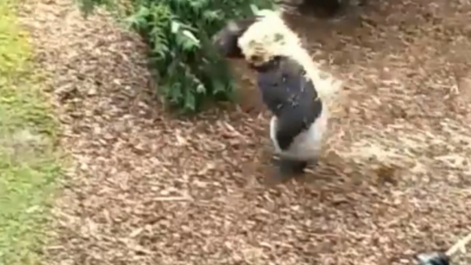 Silverback Gorilla Escaping Rain Finds Umbrella Made From Hay Ineffective