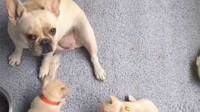 The Tiniest French Bulldogs You'll Ever See