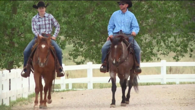 Denver Shelter Has More Horses Than Dogs in Need of Forever Homes