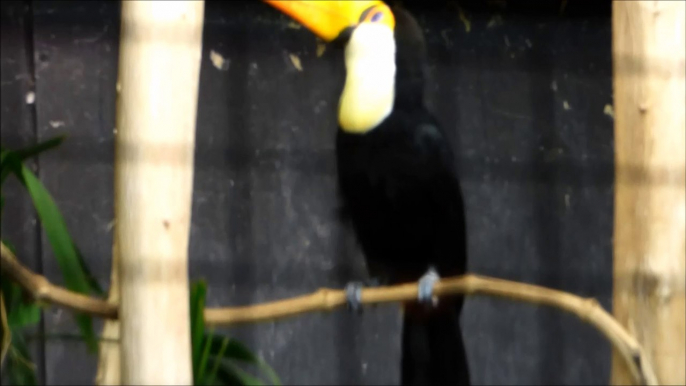 La danse du toucan Toco