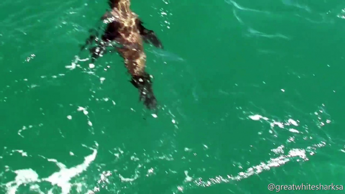 Un grand requin blanc ne fait qu'une bouchée de cette pauvre otarie