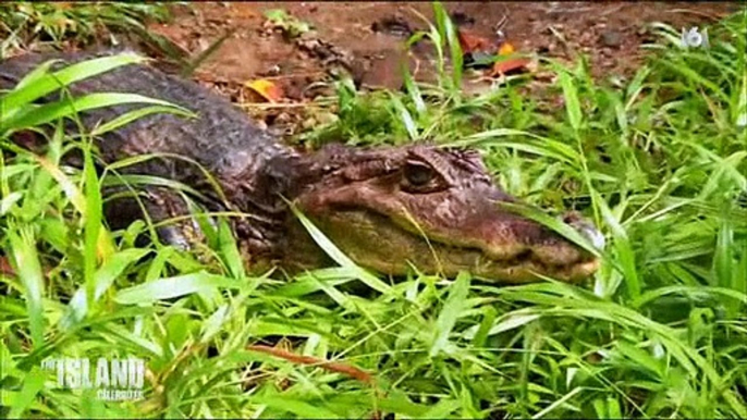 Une séquence de "The Island Célébrités" où ils s'amusent à attraper un crocodile choque des téléspectateurs - Regardez