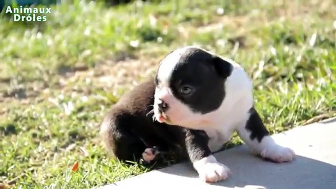 Mignons bébés animaux Debout pour la première fois et faire vos premiers Compilation [HD VIDEO]