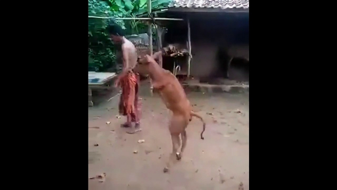 Cette vache sans patte avant arrive à marcher sur ses pattes arrière comme un humain