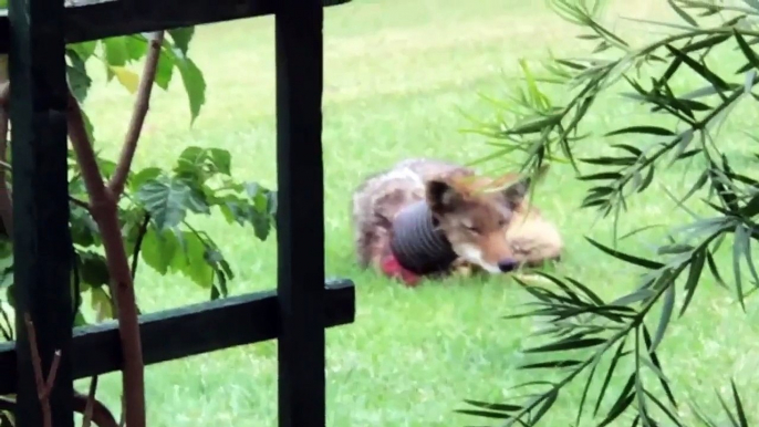 Woman Hires Trappers to Help Save Coyote with Neck Trapped in Tube