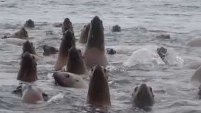 Raft of Sea Lions Swims Near Alaska Researchers