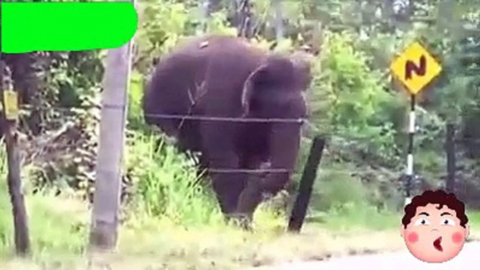 Elephant crossing Electric Fence by Sensible idea...!!!!