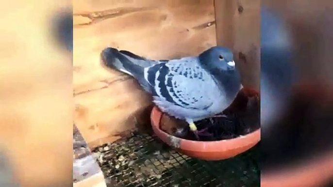 best racing homer pigeon breeding-ground & homer pigeons training