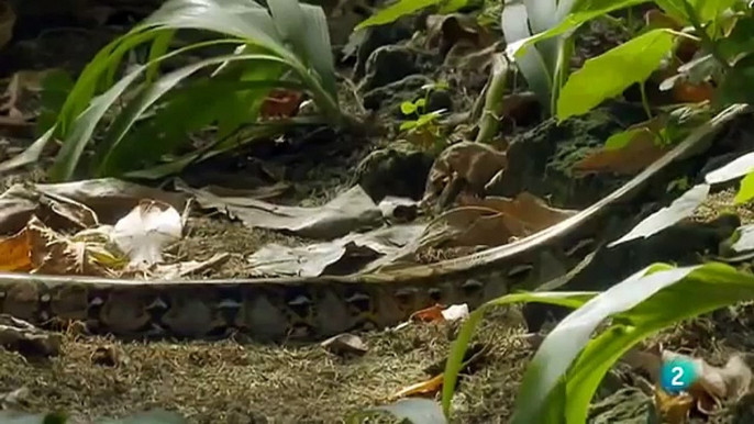 Grandes documentales Las islas más salvajes de Indonesia Nación de volcanes part 2/2