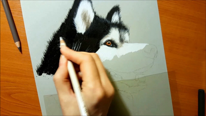 Drawing Alaskan Malamute