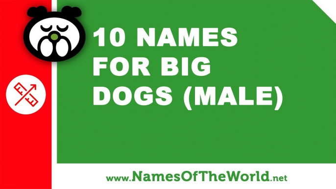 10 names for big dogs (male) -  the best pet names - www.namesoftheworld.net