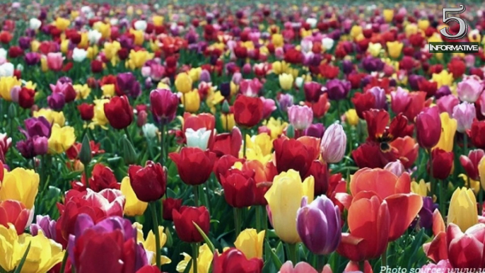 Top 5 Facts About Tulips Flower