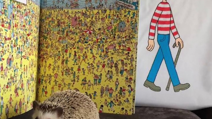 This little hedgehog comes running when his mom calls — she loves him so much she made him a tiny bedroom!