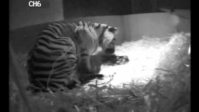 London Zoo welcomes first tiger cub in 17 years