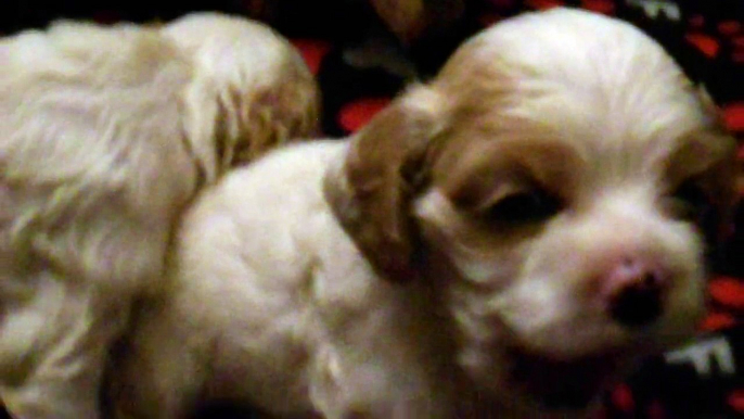 Terrifying Cocker Spaniel puppies learning how to play fight