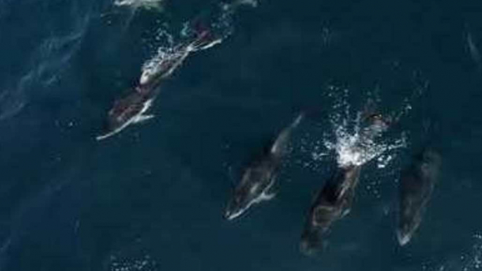 Dolphins Surf on Humpback Whales' Bow Waves in Monterey Bay