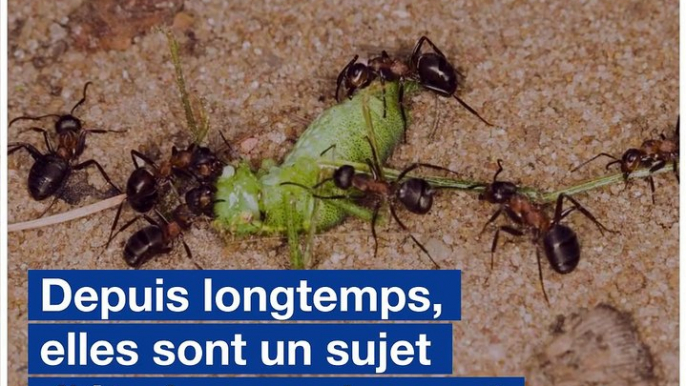 Des fourmis scrutées de près par des chercheurs