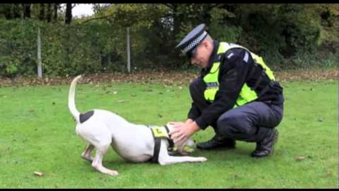 Police force gets first Staffordshire terrier sniffer dog