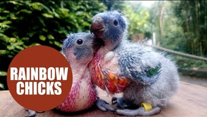Two scraggly looking chicks will grow into beautiful rainbow birds
