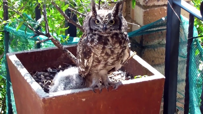 Amazing Funny Owls  Cute and Funny Owls Playing (Part 2) [Funny Pets]