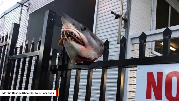 Australian Marine Rescue Group Finds Shark Head Impaled On Fence Outside Its Headquarters