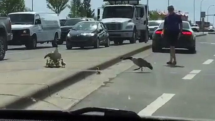 Cette oie protège ses poussins... de qqun qui les aide à traverser la route !