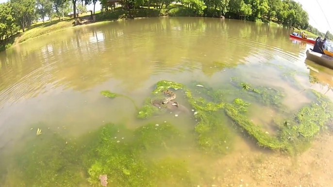 Ce pecheur surprend un serpent qui embarque un gros poisson chat