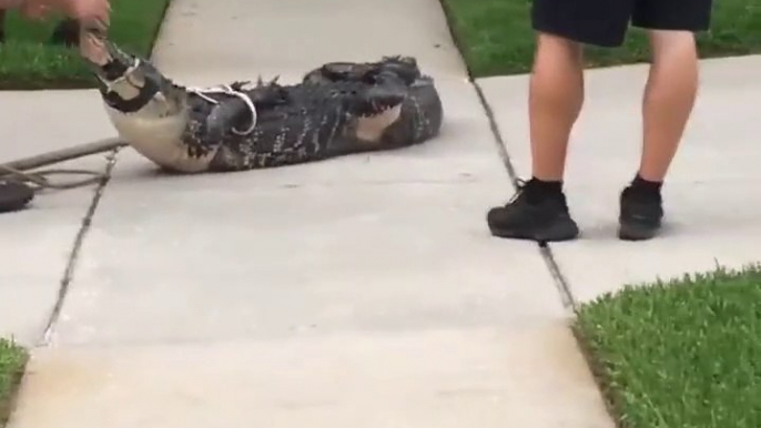 Un crocodile ligoté reste un crocodile dangereux... la preuve