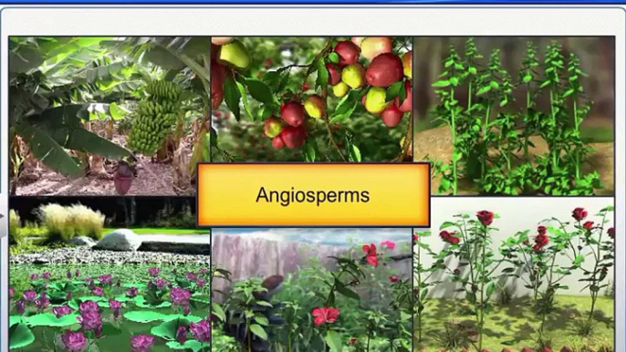 (5)CBSE Class 11 Biology, Plant Kingdom – 5, Angiosperms