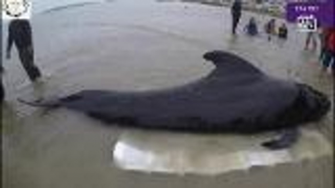 Plastic waste found in dead whale off Thai coast