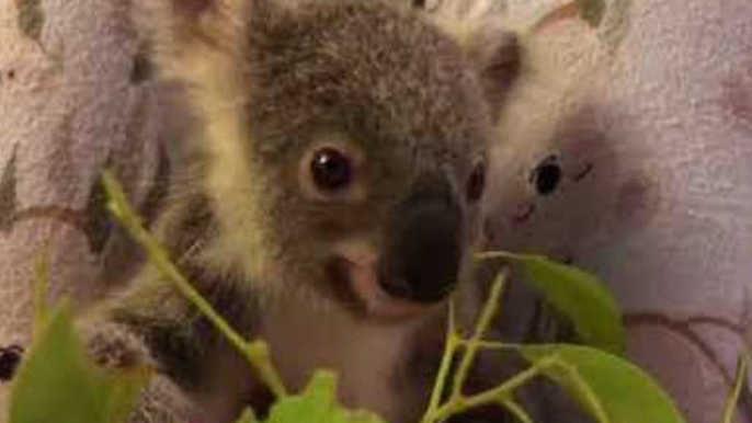 First Orphaned Koala Joey of 'Trauma Season' Munches on Leaves at Australia Zoo